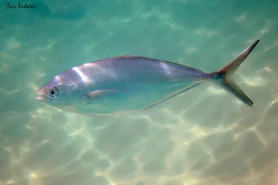 Alepes vari - Tioman Island, Pahang, Malaysia