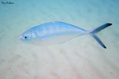 Alepes vari - Tioman Island, Pahang, Malaysia