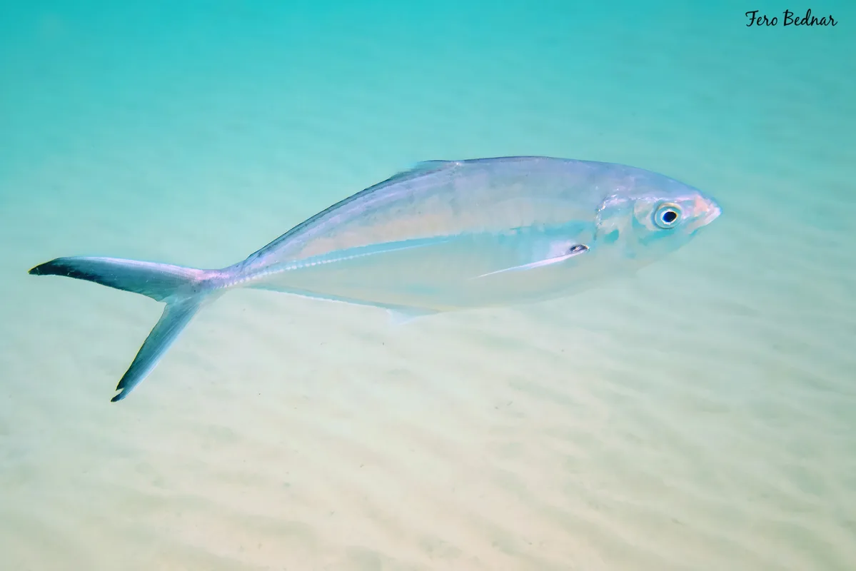 Alepes vari - Tioman Island, Pahang, Malaysia