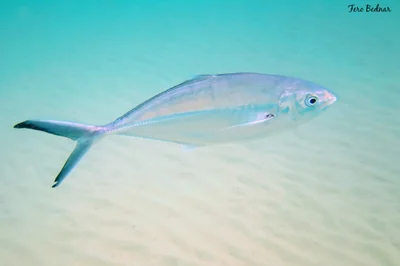 Alepes vari - Tioman Island, Pahang, Malaysia