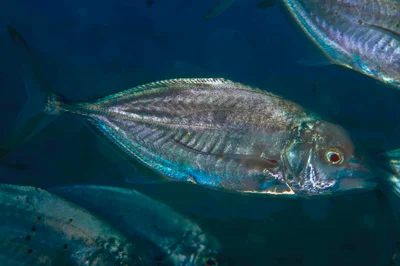 Alepes vari - Putri Island, java sea, Kepulauan Seribu, Jakarta, Pulau Harapan, Kepulauan Seribu Utara, Kab. Administrasi Kepulauan Seribu, Daerah Khusus Ibukota Jakarta 14540, Indonesia
