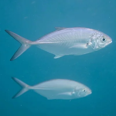 Alepes vari - Thailand