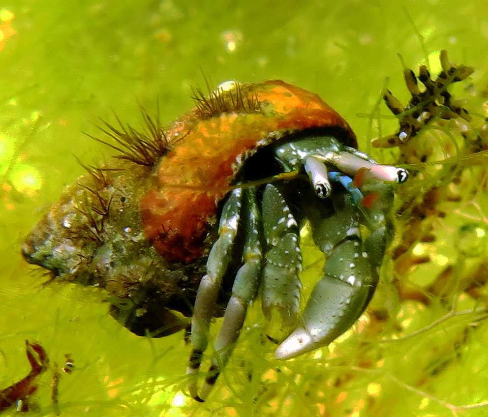 Calcinus latens