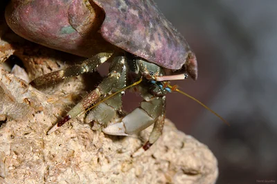 Calcinus latens
