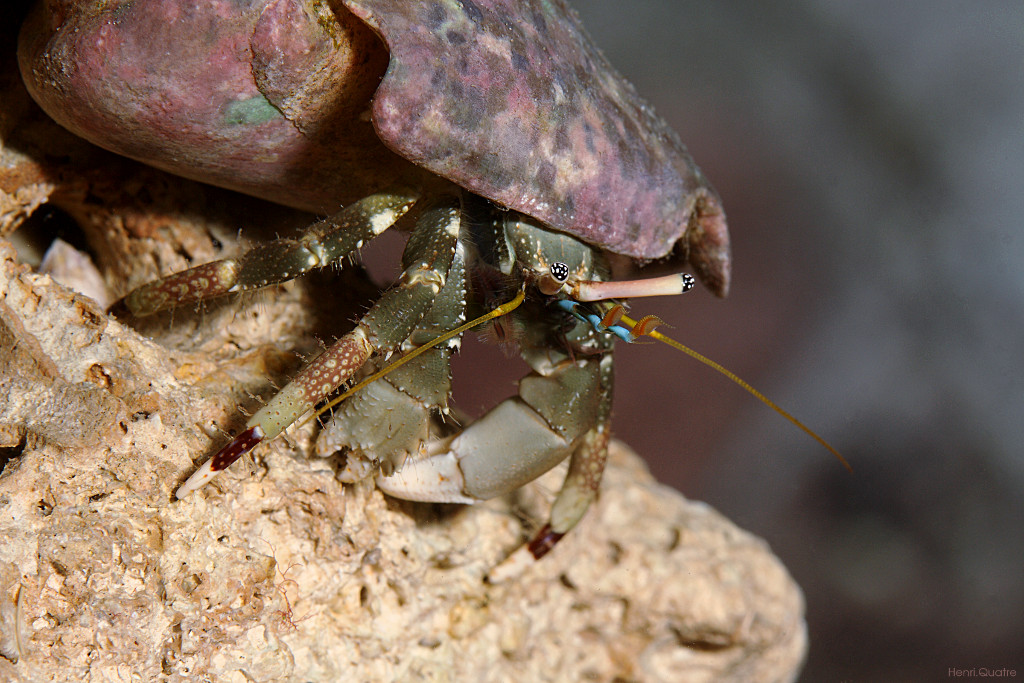 Calcinus latens