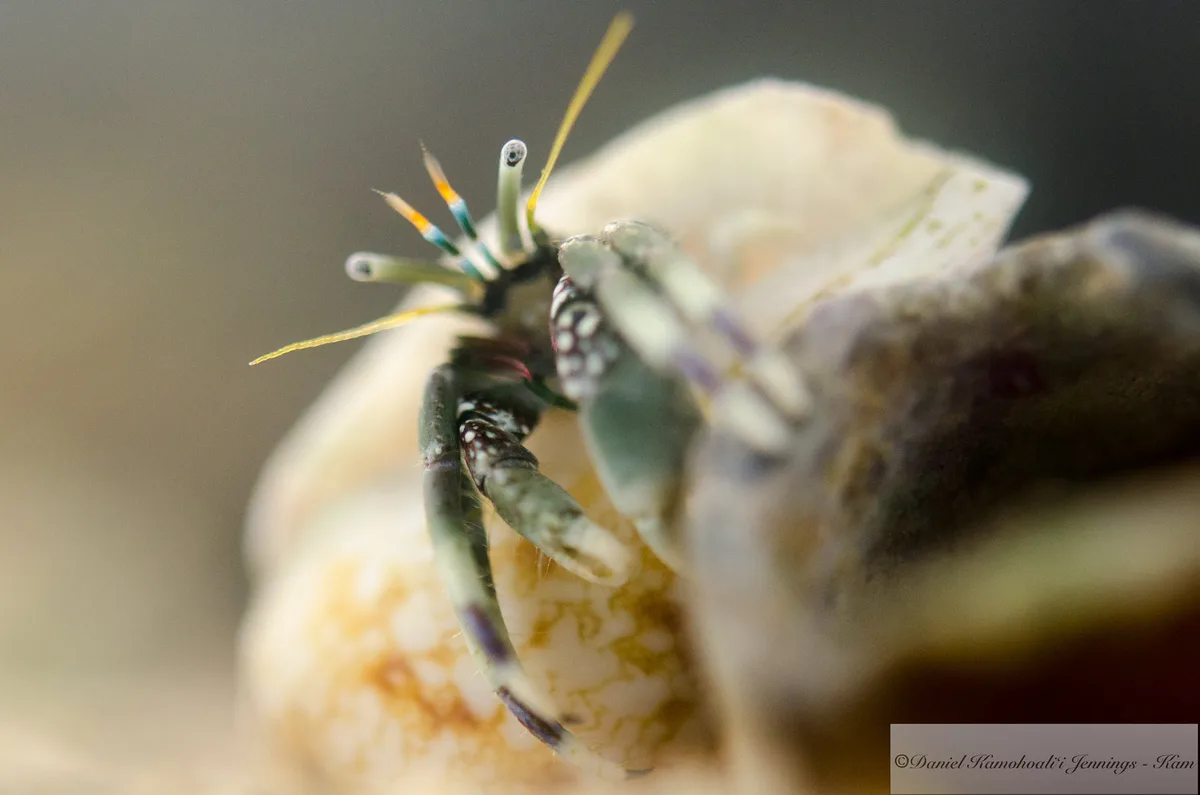 Calcinus latens