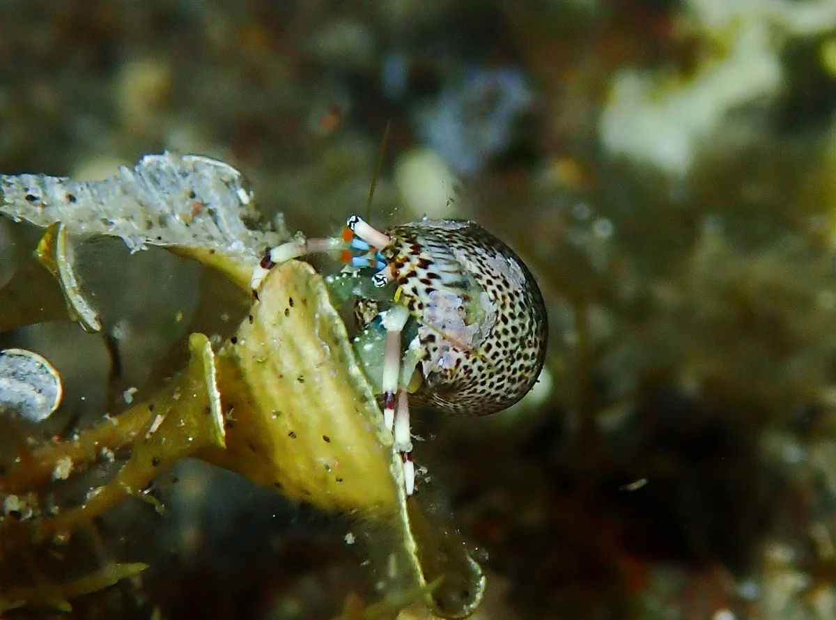 Calcinus latens