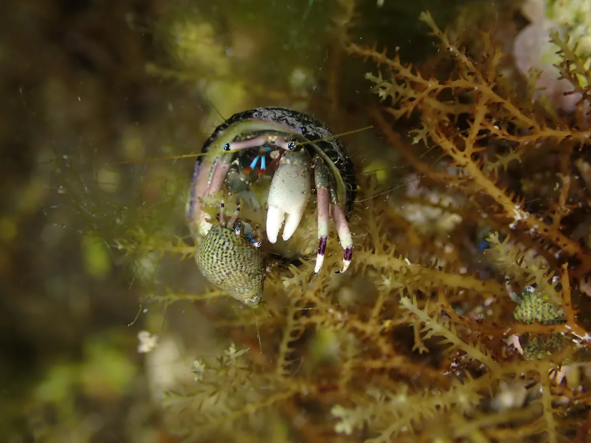 Calcinus latens