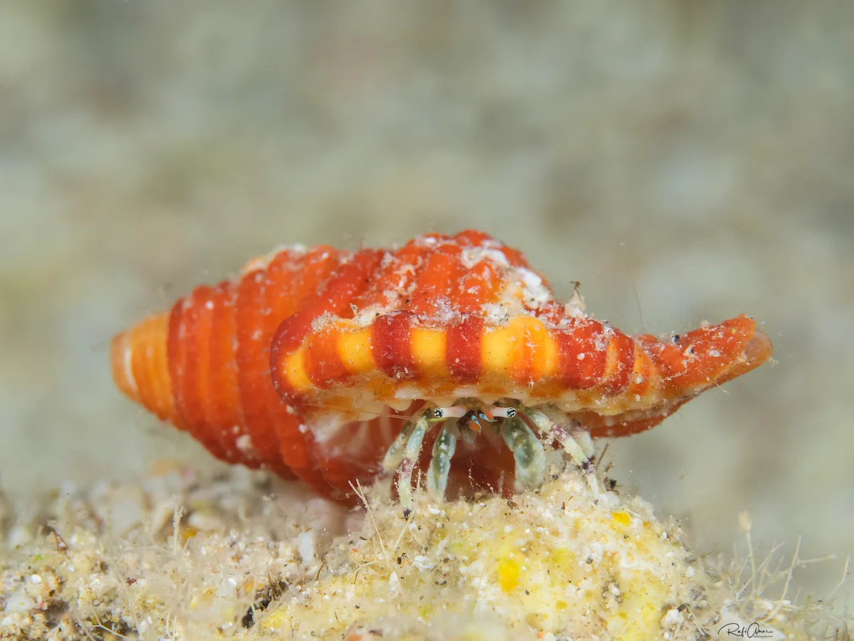 Hidden Hermit Crab - Calcinus latens