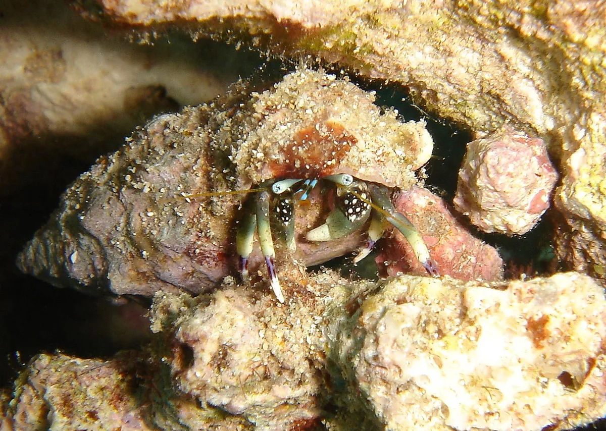 hidden hermit crab