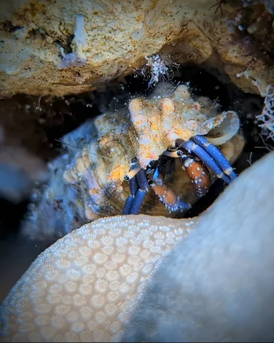 Hidden Hermit Crab