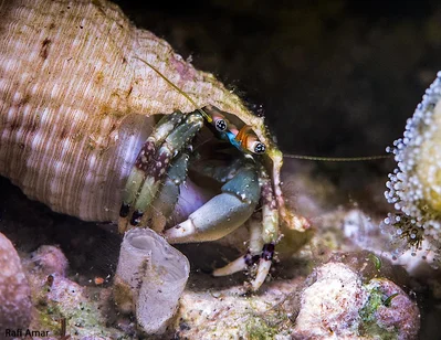 Hidden hermit