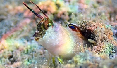 Highbrow Blenny