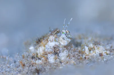 Hirculops cornifer - Red Sea, Southern District, IL