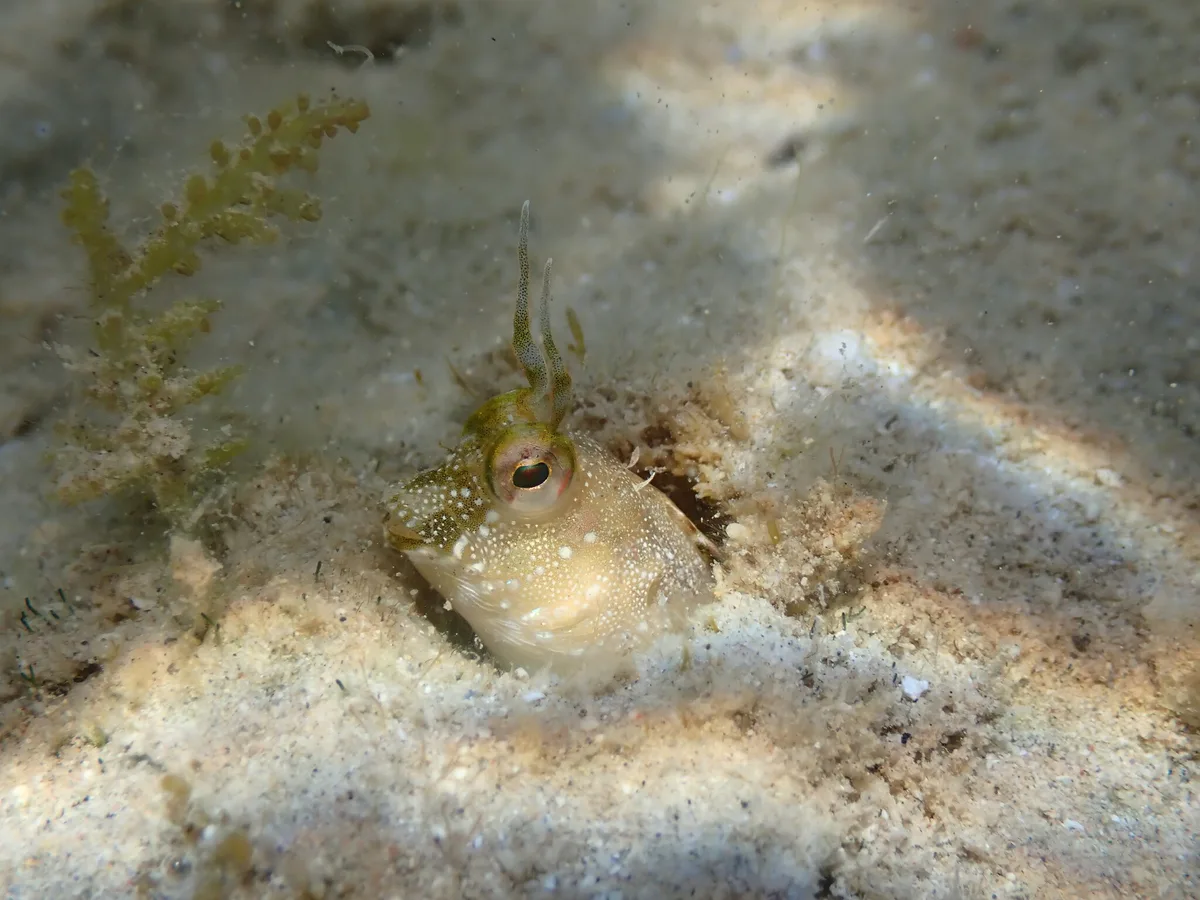 Hirculops cornifer - Second Sharm Al Shiekh, South Sinai Governorate, Egypt