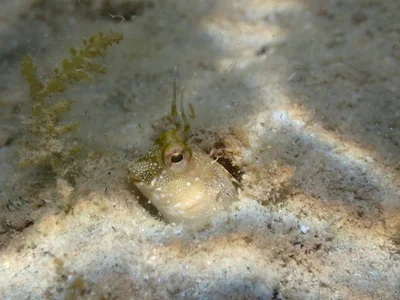 Hirculops cornifer - Second Sharm Al Shiekh, South Sinai Governorate, Egypt