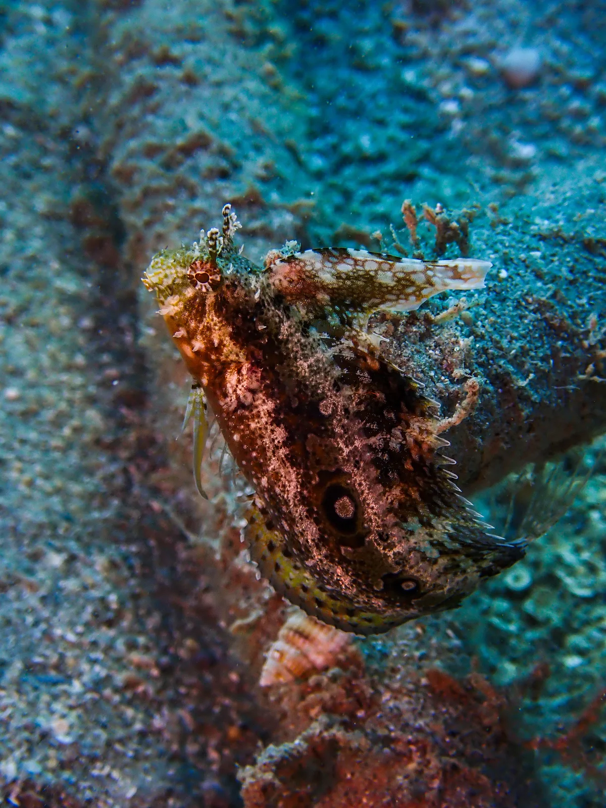 Highfin Fangblenny