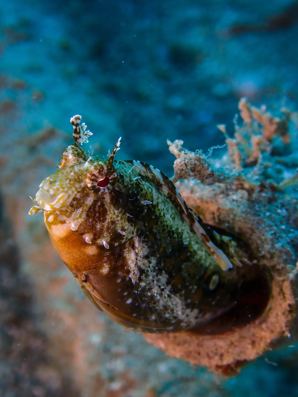 Highfin Fangblenny