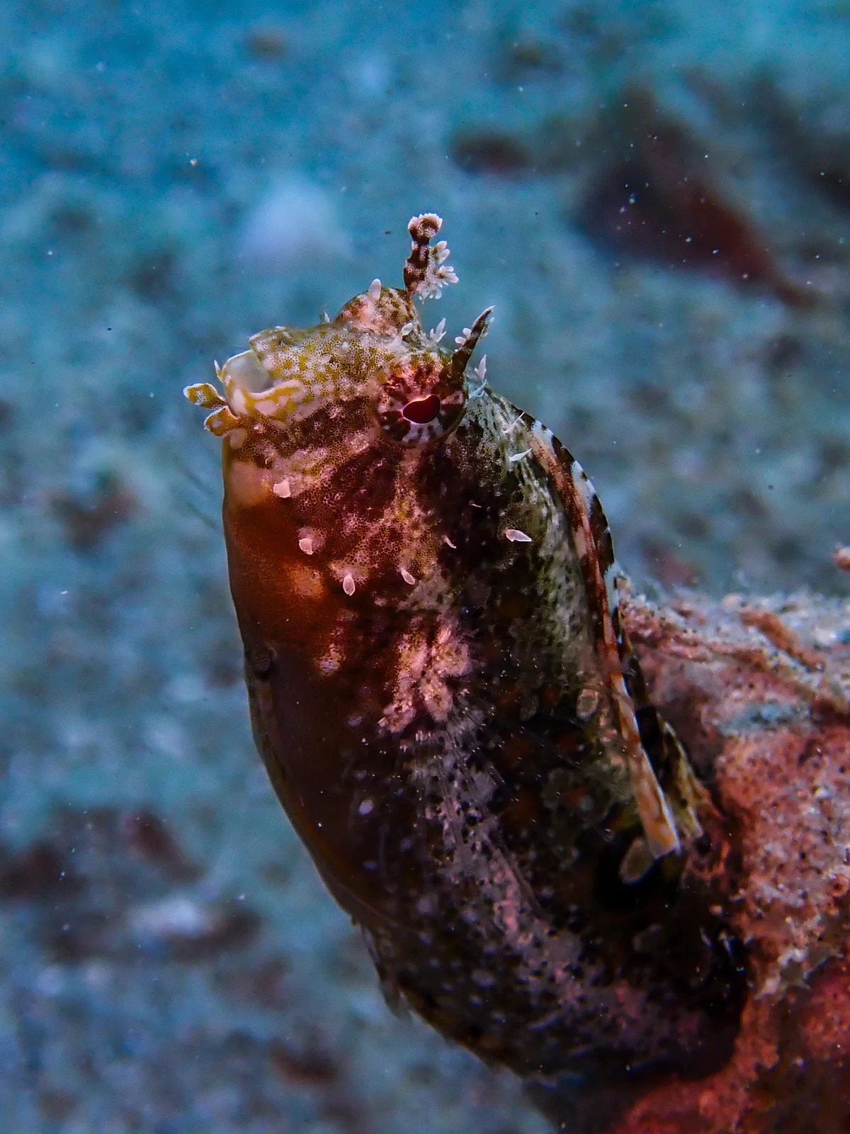Highfin Fangblenny