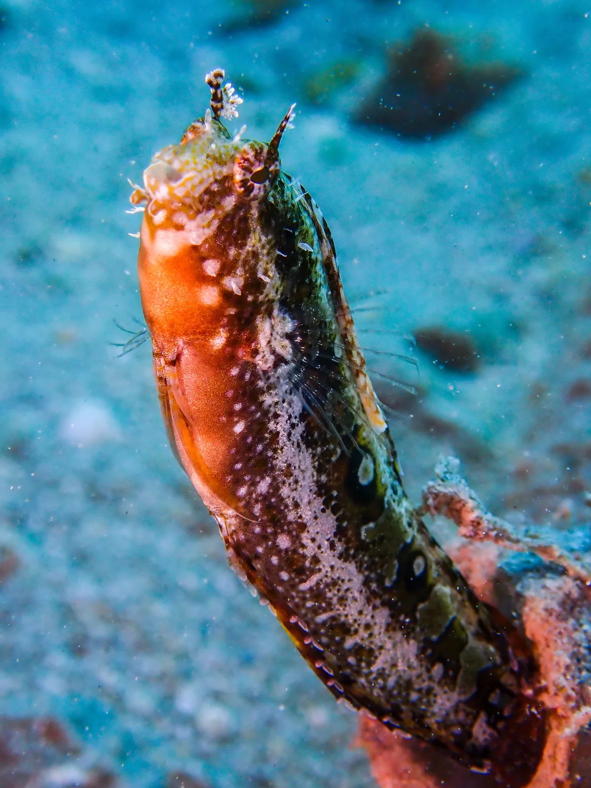 Highfin Fangblenny