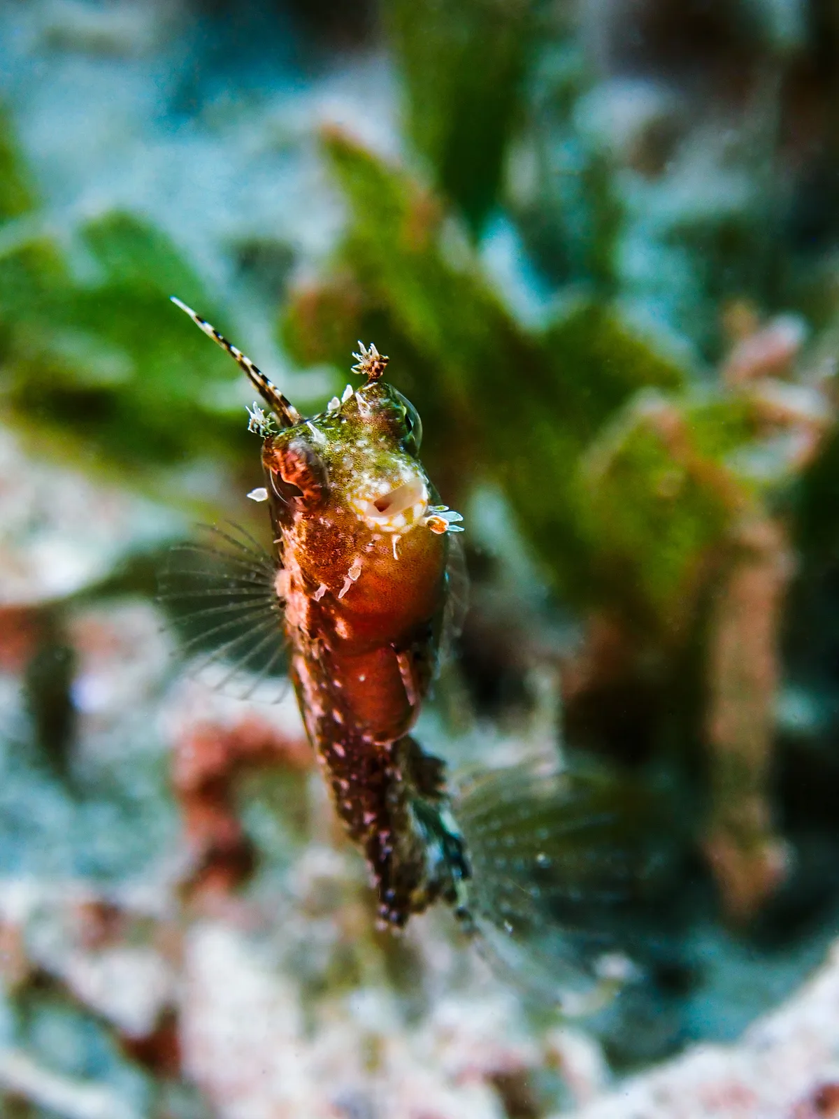 Highfin Fangblenny