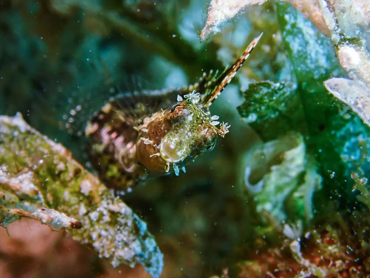 Highfin Fangblenny