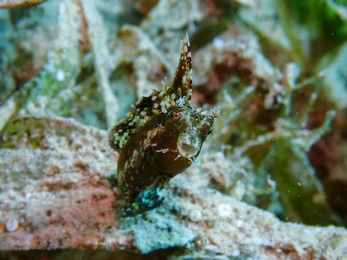 Highfin Fangblenny