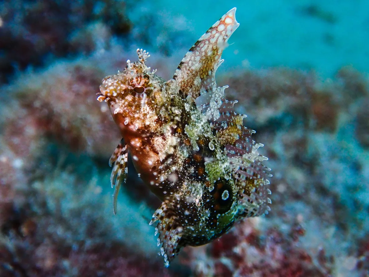 Highfin Fangblenny
