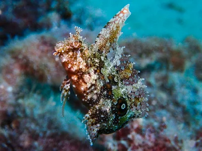 Highfin Fangblenny