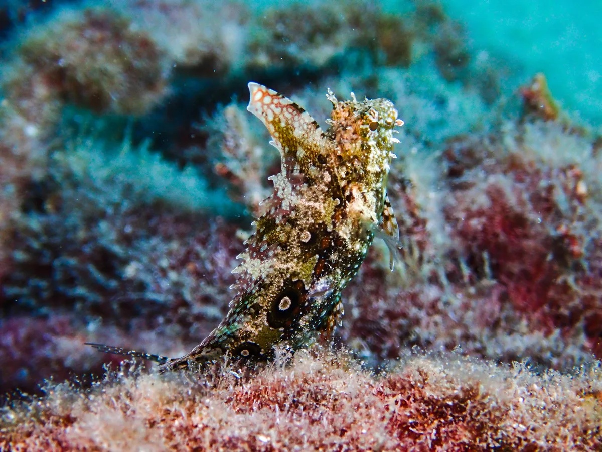 Highfin Fangblenny