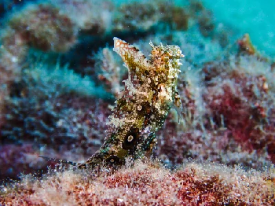 Highfin Fangblenny