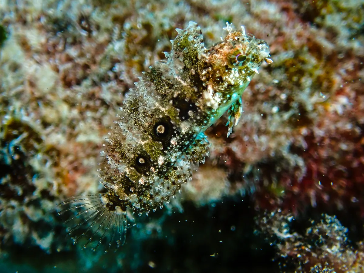 Highfin Fangblenny