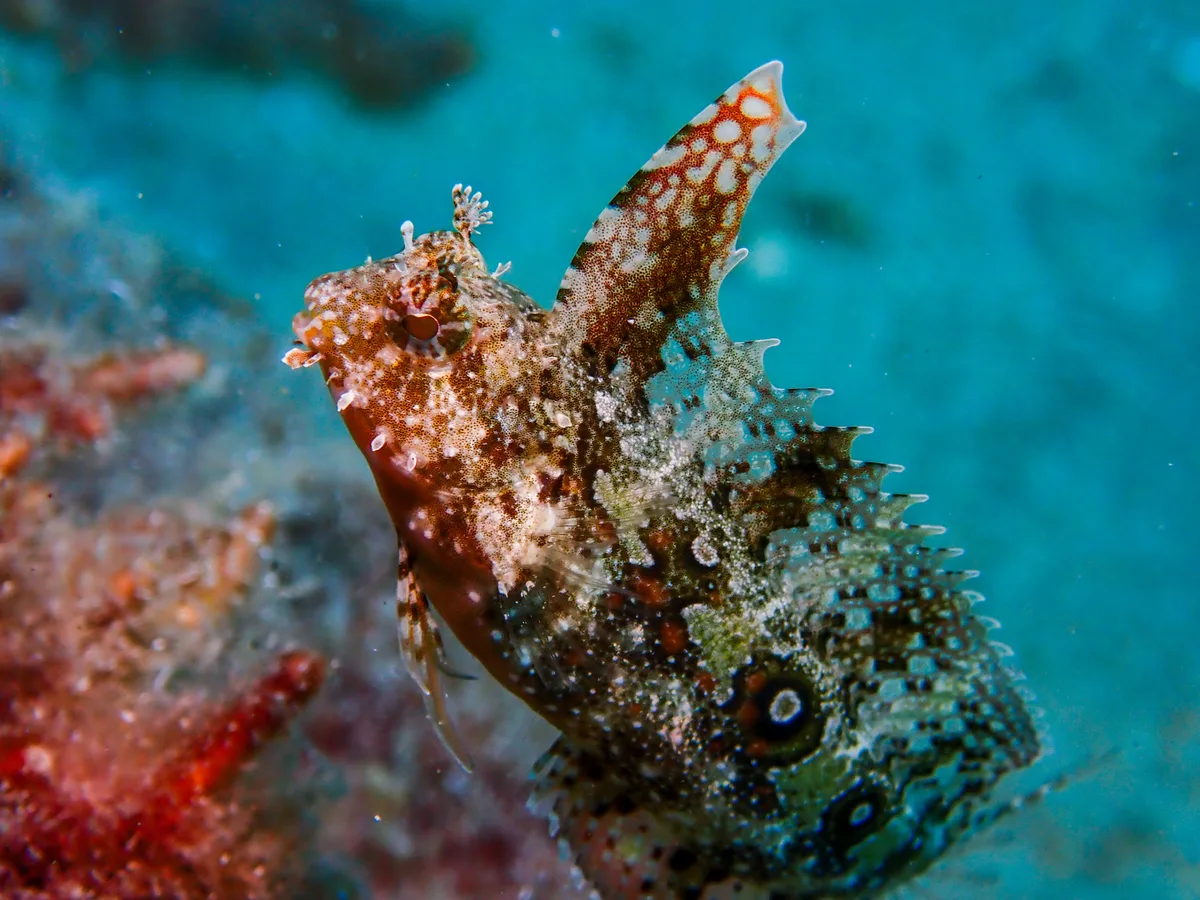 Highfin Fangblenny
