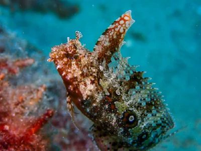 Highfin Fangblenny