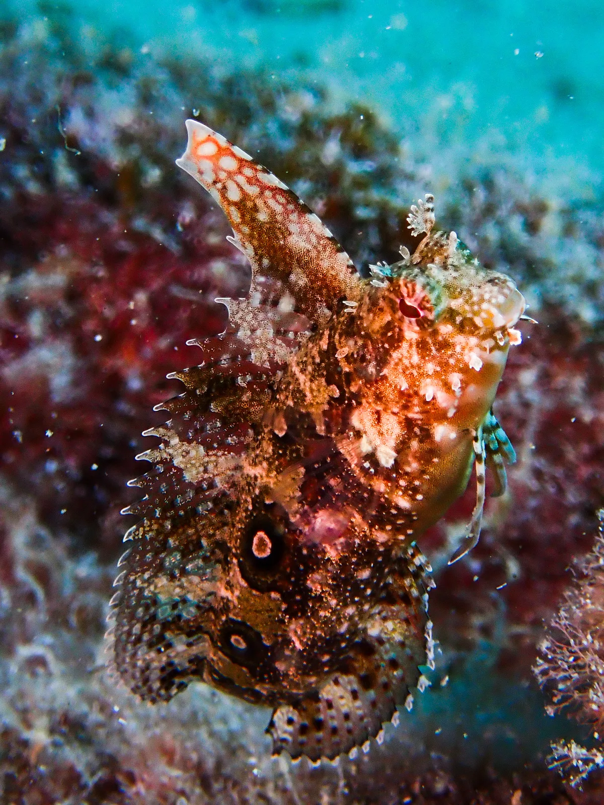 Highfin Fangblenny
