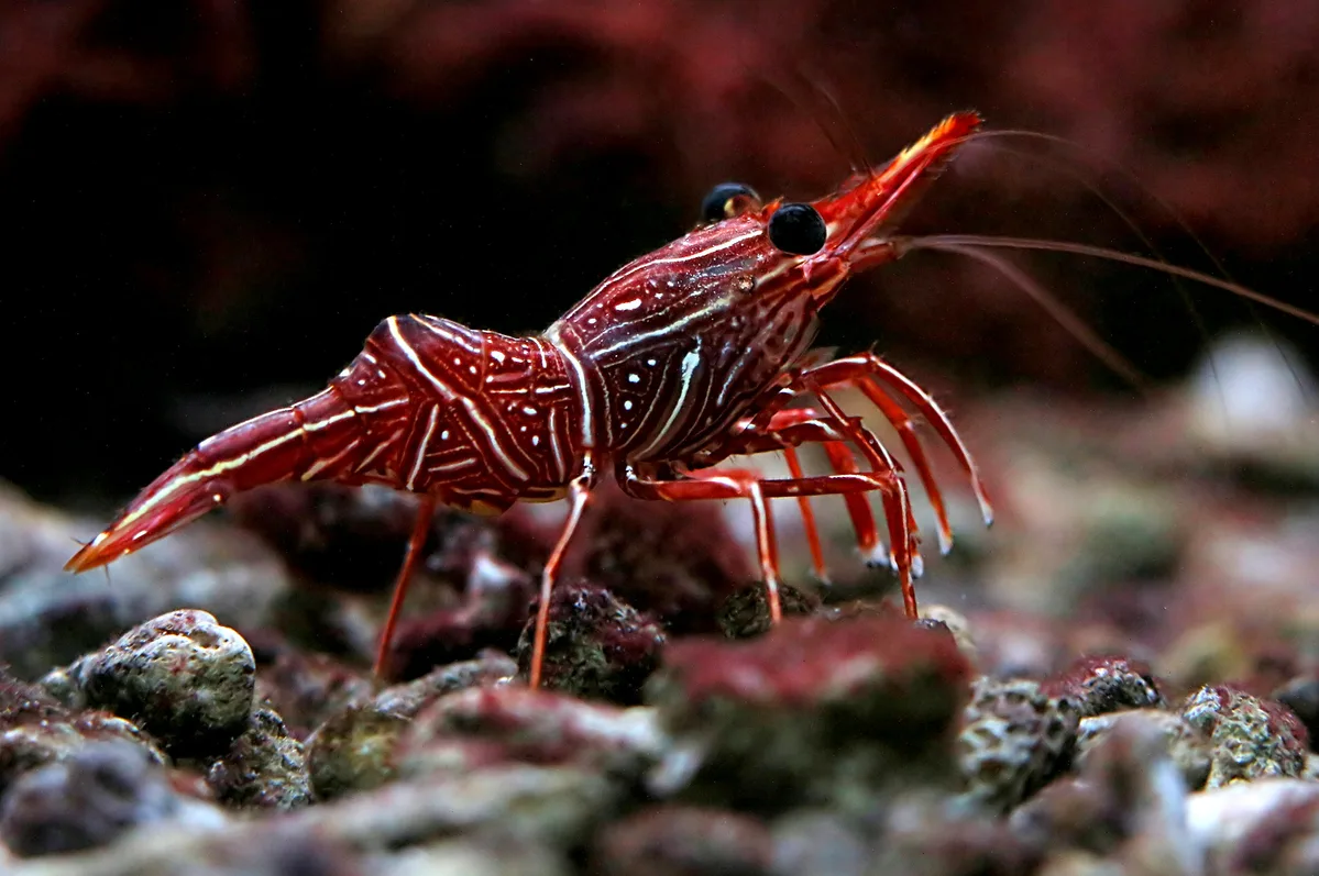 Rhynchocinetes durbanensis