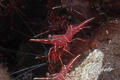Rhynchocinetes durbanensis