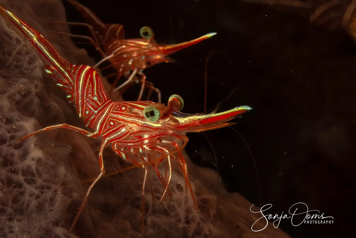 Rhynchocinetes durbanensis