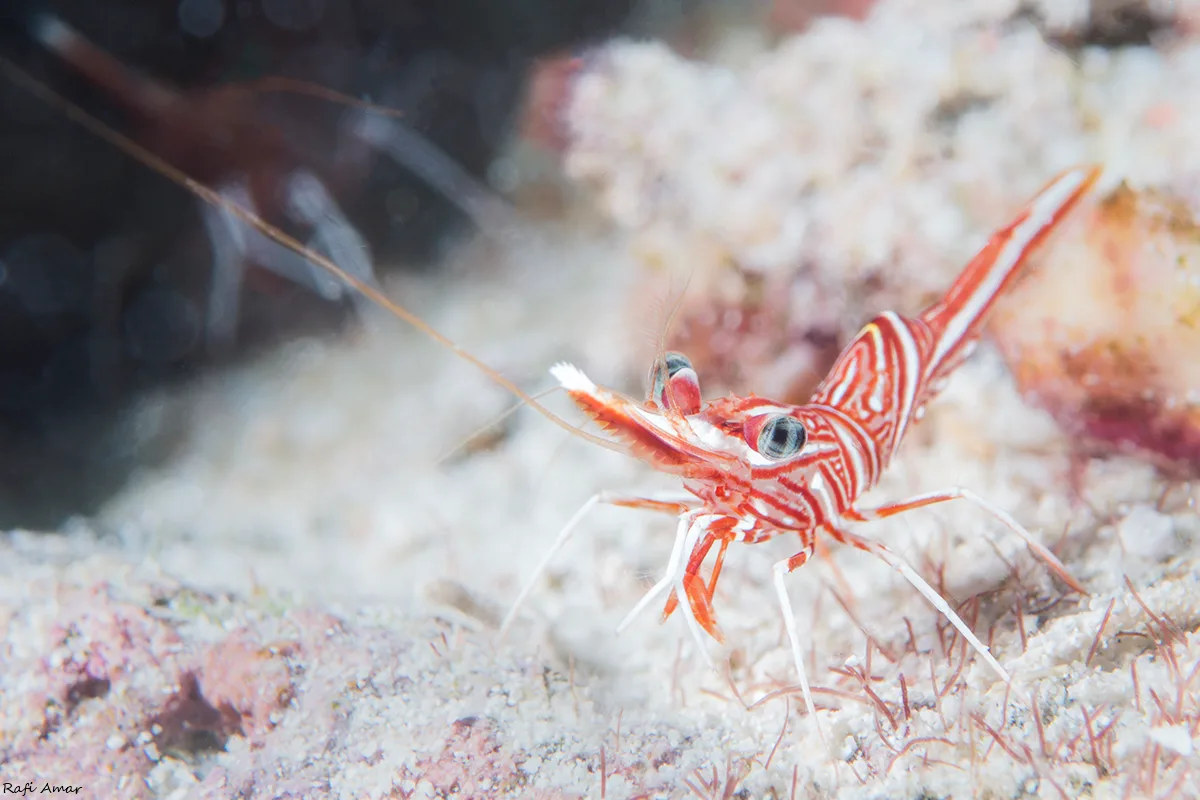 Rhynchocinetes durbanensis