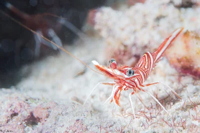 Rhynchocinetes durbanensis
