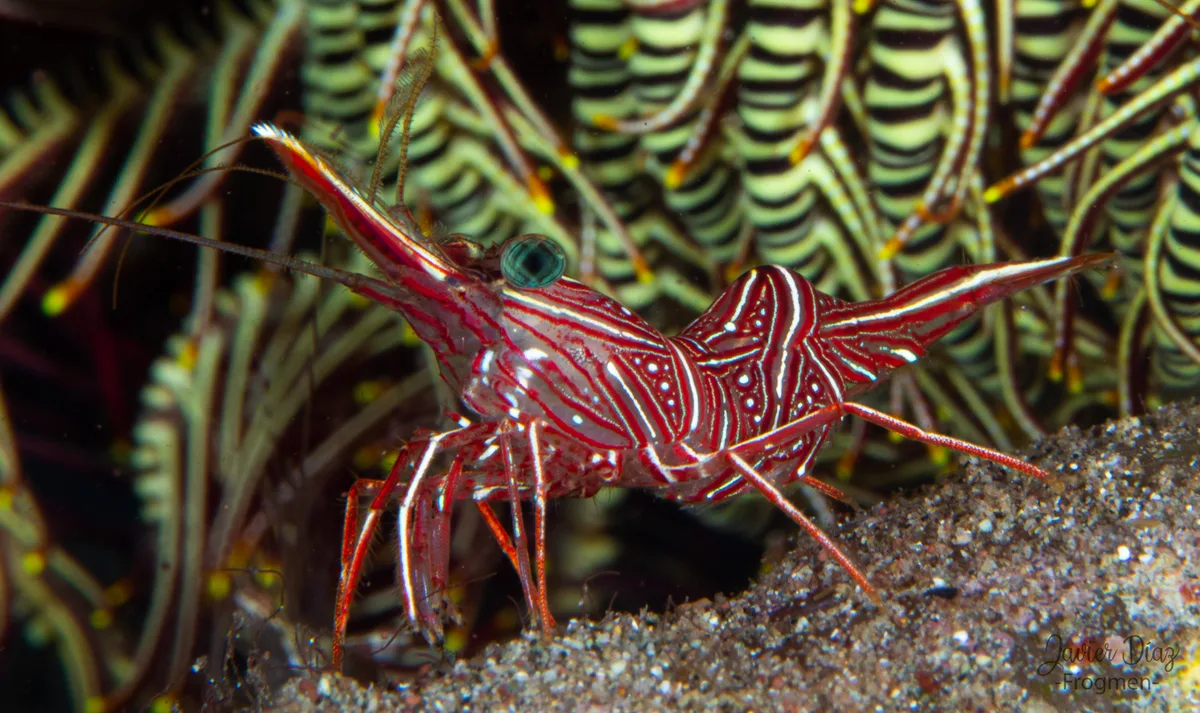 Rhynchocinetes durbanensis