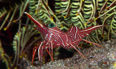 Rhynchocinetes durbanensis
