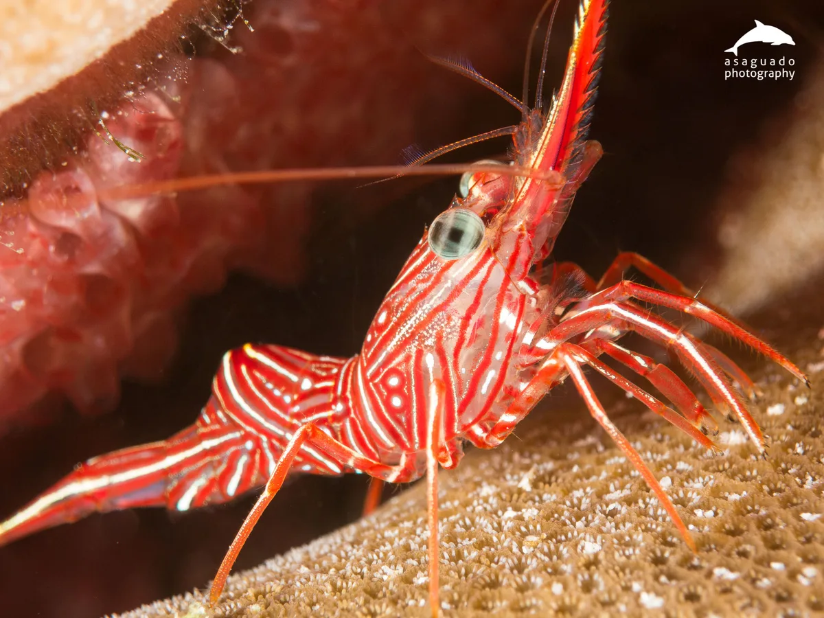 Rhynchocinetes durbanensis