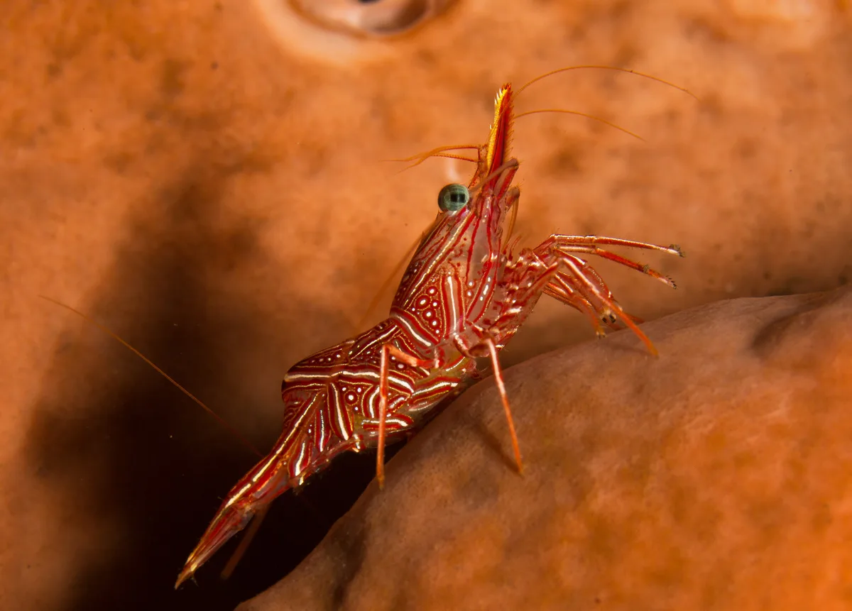 Rhynchocinetes durbanensis