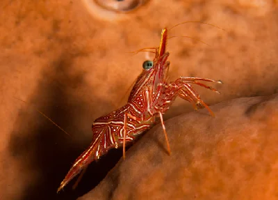 Rhynchocinetes durbanensis