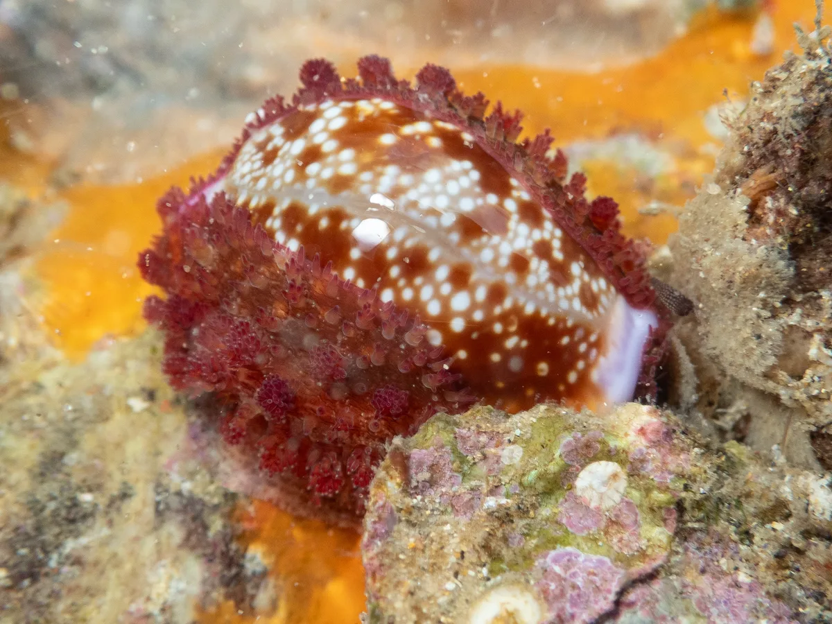 Naria helvola - Kindara St, Amity, QLD, AU