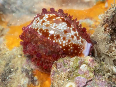 Naria helvola - Kindara St, Amity, QLD, AU