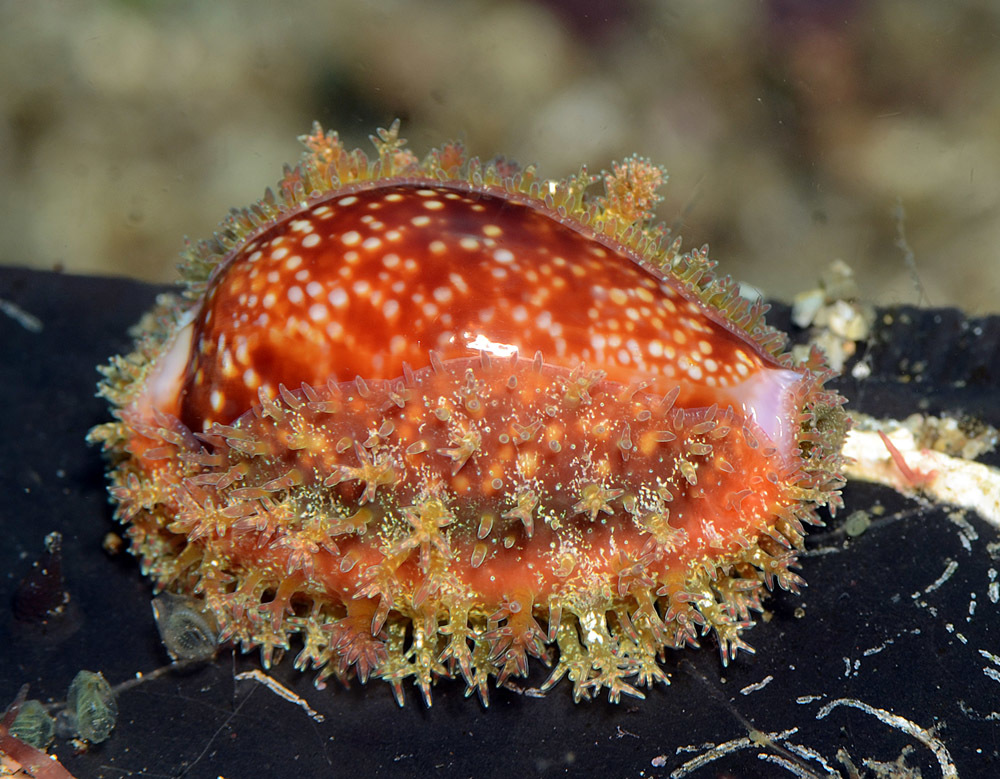Naria helvola - Tingloy, Batangas, Philippines