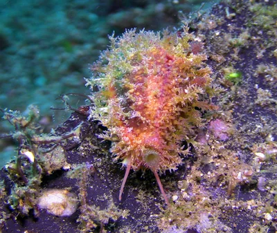 Naria helvola - Tingloy, Batangas, Philippines