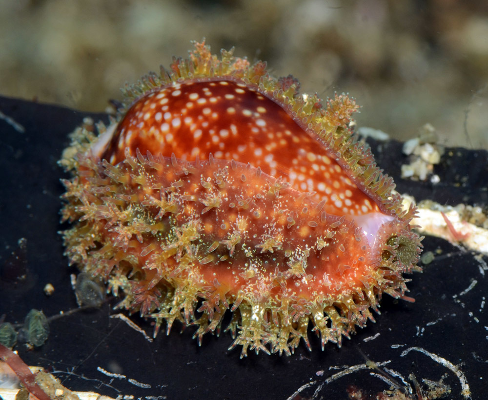 Naria helvola - Tingloy, Batangas, Philippines